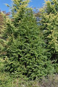 Image result for cunninghamia_lanceolata