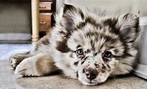 Image result for Unique Small Dog Breeds