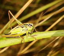 Image result for Dried Crickets