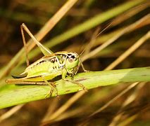Image result for Different Types of Crickets
