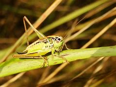 Image result for Songs About Crickets Kids