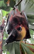 Image result for Flying Fox Bat Philippines