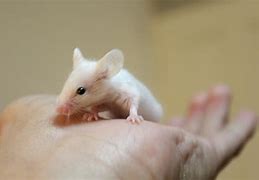 Image result for Baby Mouse Animal