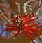 Image result for Upside Down Coral Tree