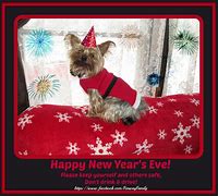 Image result for Funny Dog New Year's Eve Memes