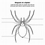 Image result for Spider Diagram