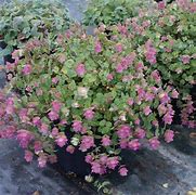Image result for Origanum rot. Kent Beauty