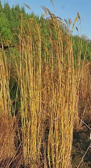 Image result for Andropogon hallii JS Yellow Konza