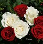 Image result for Black and Red and White Rose Wallpaper