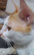 Image result for I'm All Ears Cat