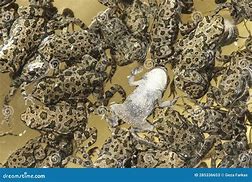 Image result for Polluted Frogs