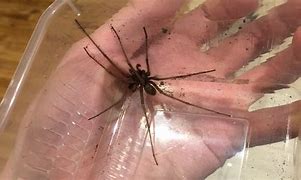 Image result for Biggest Spider In-House