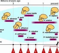 Image result for Hominid Timeline Human Evolution