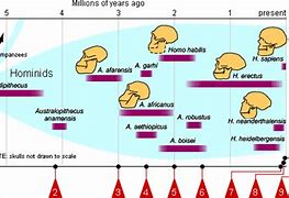 Image result for Evolutio Chart