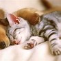Image result for Cute Cats and Dogs