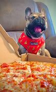 Image result for Bulldog Eating Pizza