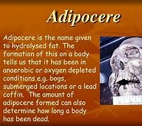 Image result for adipocirq