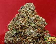 Image result for Fire OG Buds