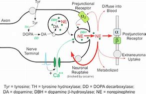 Image result for Norepinephrine Synapse