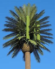 Image result for Cell Phone Tower Palm Tree