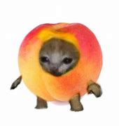 Image result for Apple Cat Meme