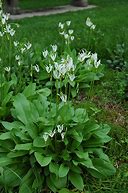 Image result for White Shooting Star Plant