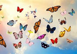 Image result for Cute Colorful Butterfly Wallpapers