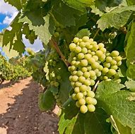 Image result for Teutonic Company Chasselas Dore David Hill