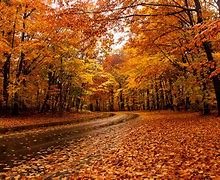 Image result for November Fall