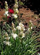 Image result for Polianthes tuberosa The Pearl
