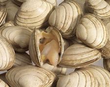 Image result for Clams UK Large