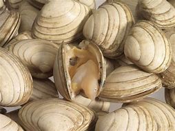 Image result for Kinds of Clams