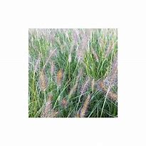 Image result for Pennisetum alopecuroides Weserbergland