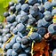 Image result for Concord Grape Vine