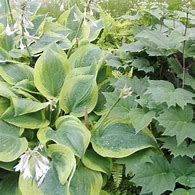 Bildergebnis für Hosta Climax