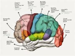 Image result for Whole Brain