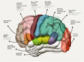 Image result for Memory Section of Brain
