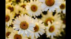 immagini piã di fiori primavera melodia rilassante di primavera con bellissime immagini piã di fiori primavera melodia rilassante di primavera con bellissime