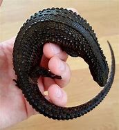 Image result for Monitor Lizard Scales