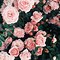 Image result for Roses Wallpaper Goth Aesthetic