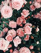 Image result for Soft Pink Roses Wallpaper