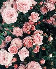Image result for Aesthetic Flower Photography