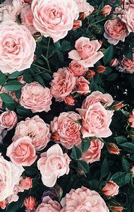 Image result for Pink Background Aesthetic