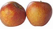 Image result for Apple Fruit Big