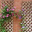 Image result for Clematis On Trellis