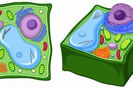 Image result for Cell Theory Clip Art