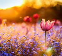 Image result for iPhone 6 Flower Wallpaper