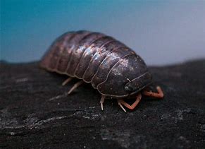 Image result for isopod antenna