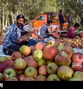 Image result for Kashmir Apple Season