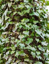 Image result for Different Types of Vines